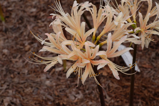 Image of Lycoris x albiflora 'Apricot Lace'