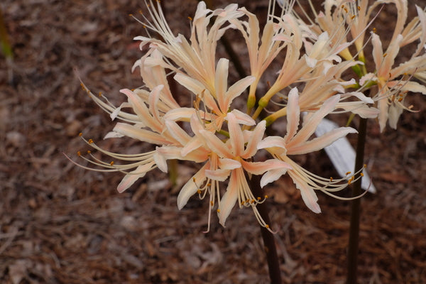 Image of Lycoris x albiflora 'Apricot Lace'