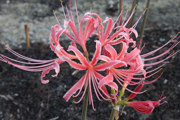 Lycoris.　1001 Learn about Lycoris x albiflora 'Blushing Lady' | Blushing Lady