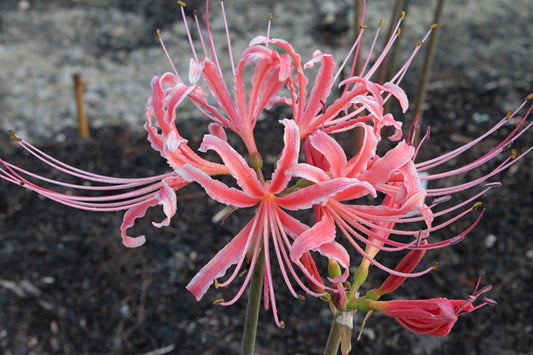 Image of Lycoris x albiflora 'Blushing Lady' taken at Juniper Level Botanic Gdn, NC by JLBG