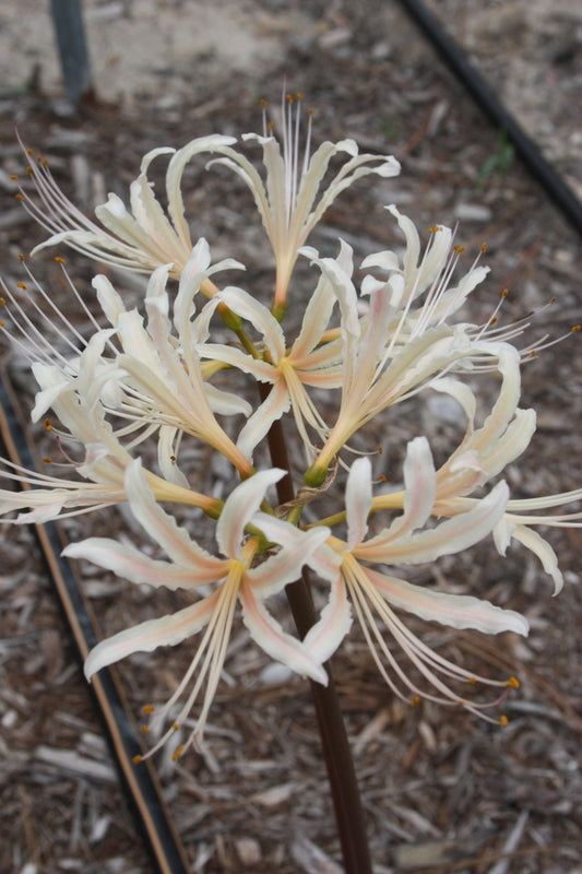 Image of Lycoris x albiflora 'Dorman' taken at Juniper Level Botanic Gdn, NC by JLBG