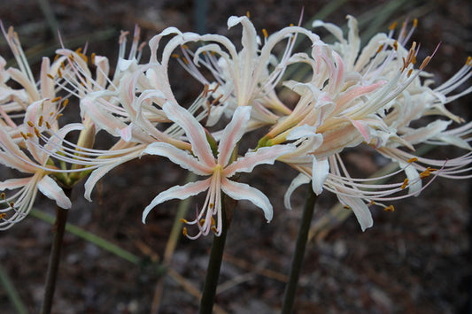 Image of Lycoris x albiflora 'Fall Festival' taken at Juniper Level Botanic Gdn, NC by JLBG
