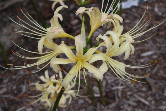 Image of Lycoris x albiflora 'Summer Passion' taken at Juniper Level Botanic Gdn, NC