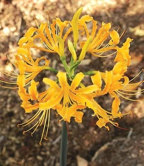 Image of Lycoris aurea 'Guizhou' taken at Juniper Level Botanic Gdn, NC by JLBG