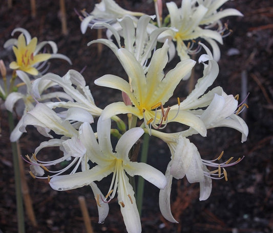 Image of Lycoris x caldwellii 'Eye Scream' taken at Juniper Level Botanic Gdn, NC by JLBG