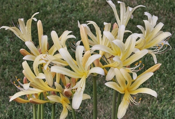 Image of Lycoris x caldwellii 'Sky Over Sky' taken at Juniper Level Botanic Gdn, NC by JLBG