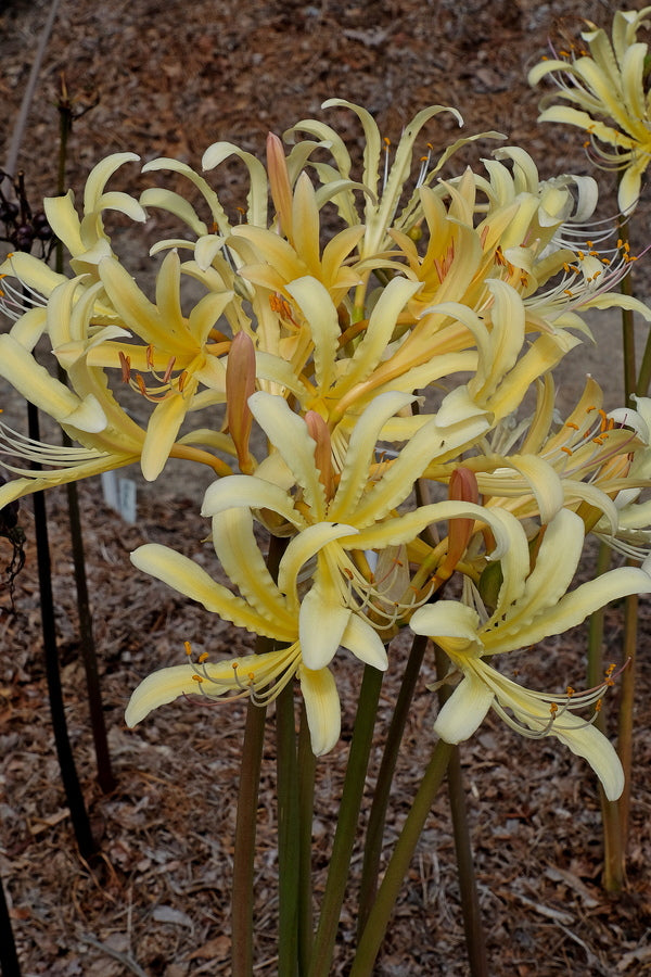 Image of Lycoris x caldwellii 'Sunray' taken at Juniper Level Botanic Gdn, NC by JLBG