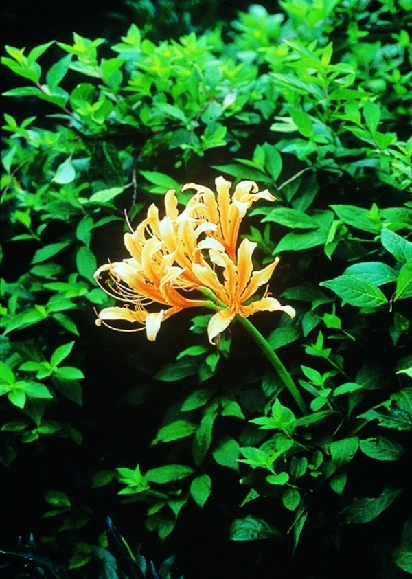 Image of Lycoris chinensis taken at J. Farmer Gdn, SC by Jenks Farmer