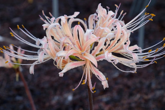 Image of Lycoris x elsiae 'Autumnal Streaker' taken at Juniper Level Botanic Gdn, NC by JLBG