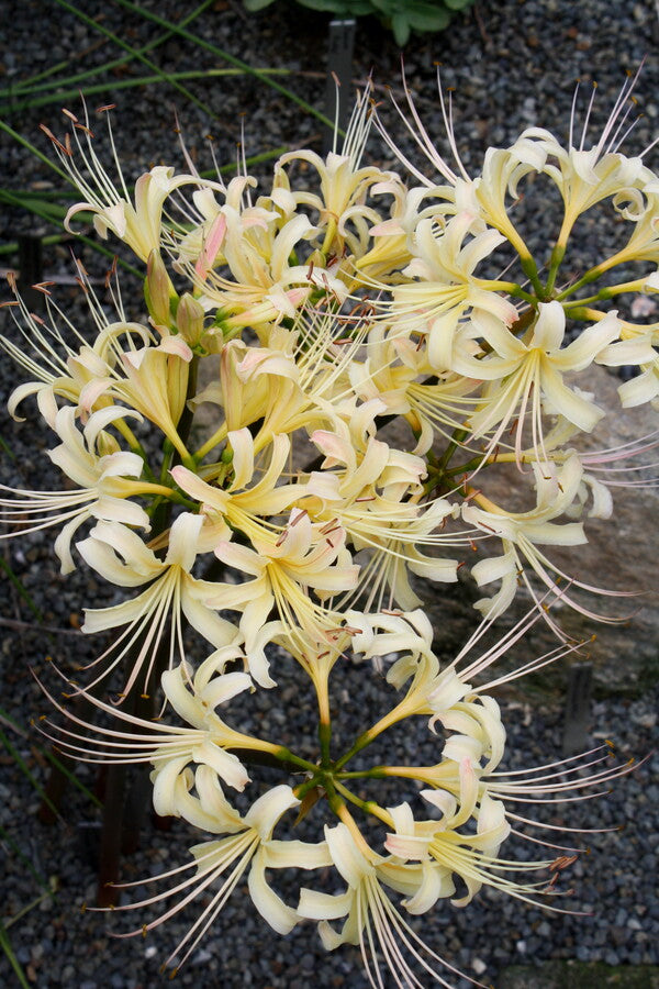 Image of Lycoris x elsiae 'Candlelight' taken at Juniper Level Botanic Gdn, NC by JLBG