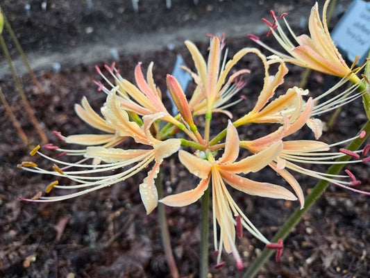 Image of Lycoris x elsiae 'Sakusui' taken at Juniper Level Botanic Gdn, NC by JLBG