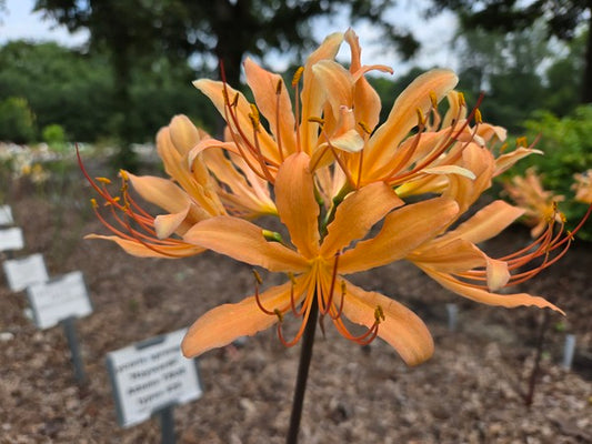 Image of Lycoris x flaveri 'Orange Glow' taken at Juniper Level Botanic Gdn, NC by JLBG