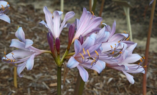 Image of Lycoris x incarnata 'Blue Pearl' taken at Juniper Level Botanic Gdn, NC by JLBG