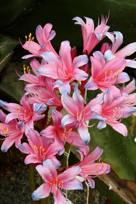 Image of Lycoris x incarnata 'Julyza' taken at Juniper Level Botanic Gdn, NC by JLBG