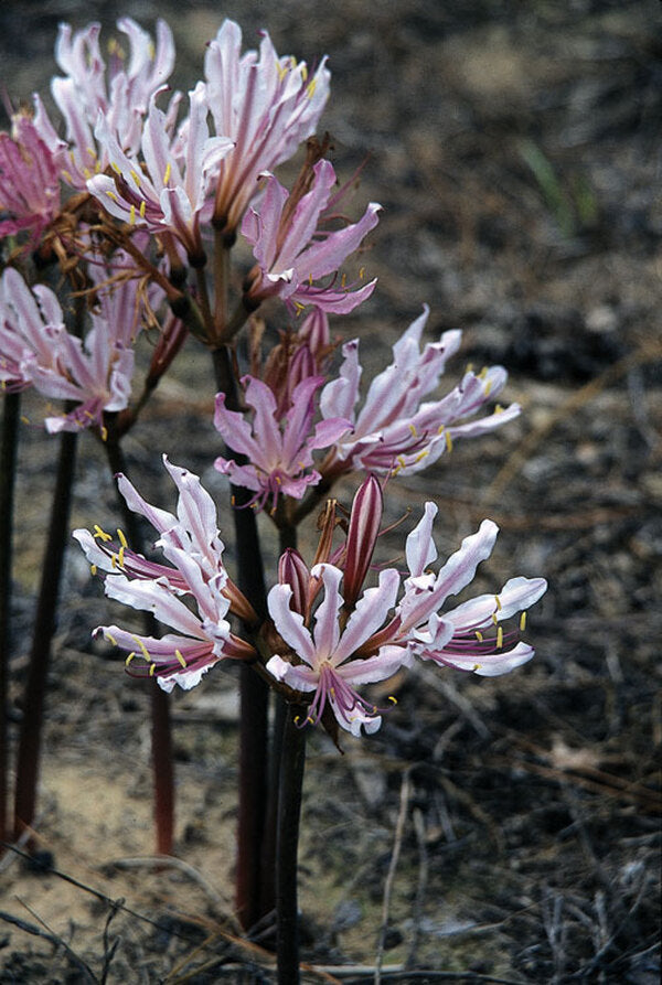 Image of Lycoris x incarnata 'Peppermint' taken at G. Grant Gdn, TX