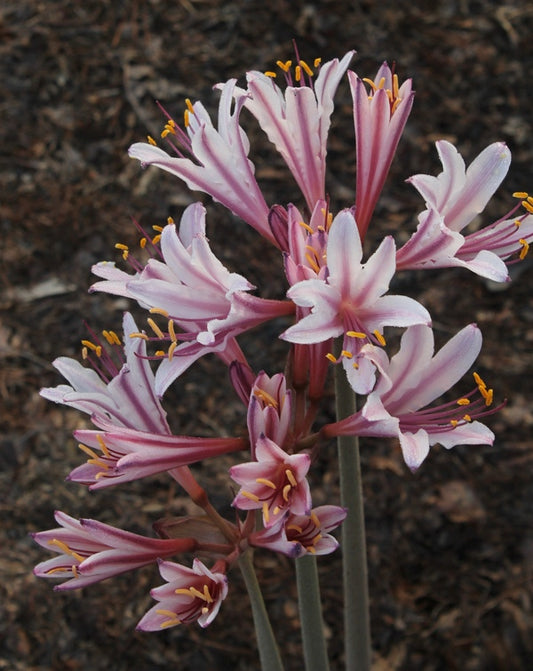 Image of Lycoris x incarnata 'Peppermint' taken at Juniper Level Botanic Gdn, NC by JLBG