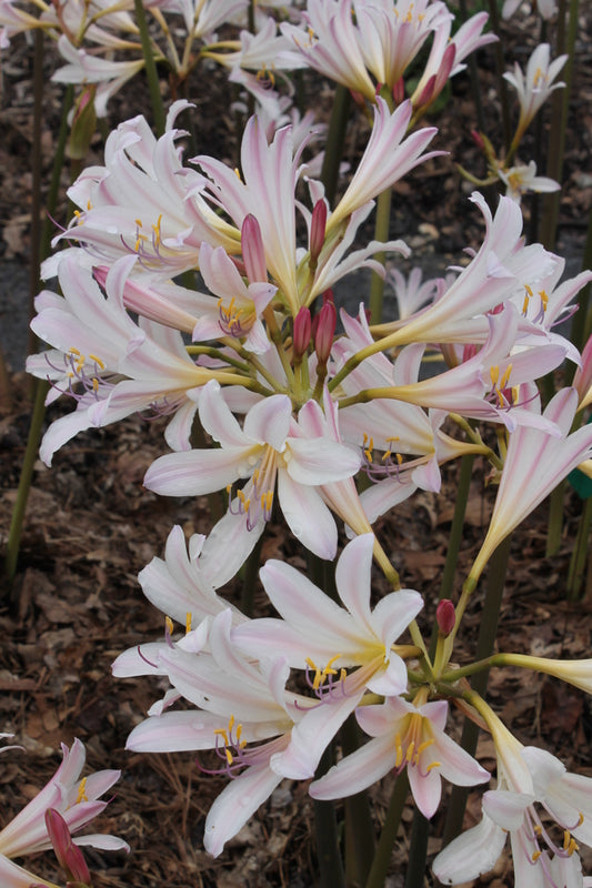Image of Lycoris x incarnata 'Stargazer' taken at Juniper Level Botanic Gdn, NC by JLBG