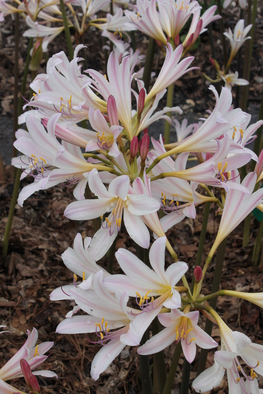 Image of Lycoris x incarnata 'Stargazer' taken at Juniper Level Botanic Gdn, NC by JLBG