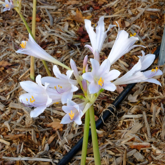 Image of Lycoris x incarnata 'Viewing Fish at Jade Fountain' taken at Juniper Level Botanic Gdn, NC by JLBG