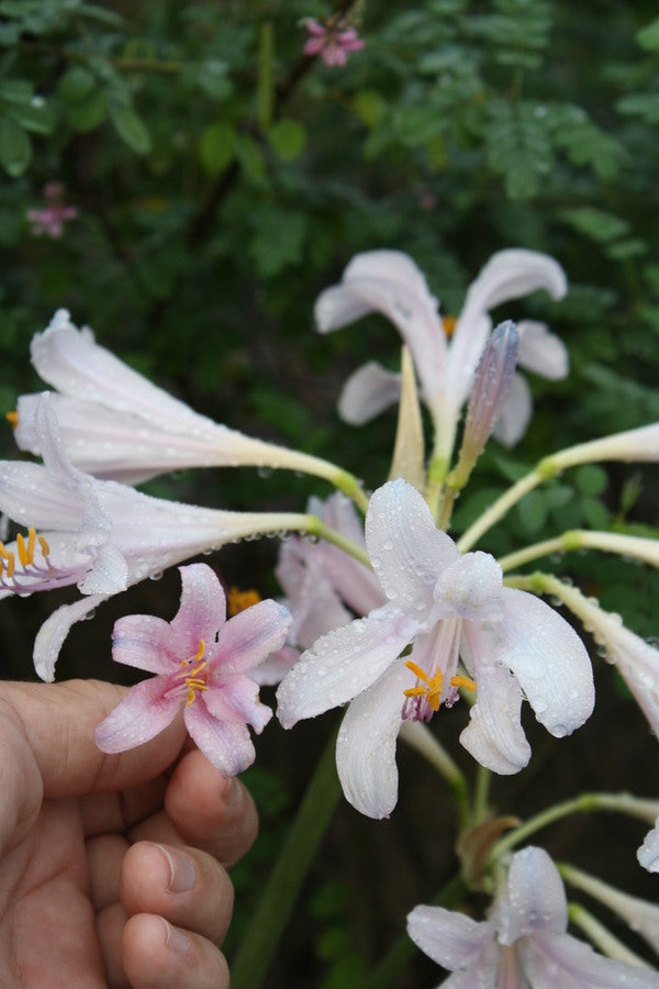 Image of Lycoris x incarnata 'Viewing Fish at Jade Fountain' taken at Juniper Level Botanic Garden, Raleigh NC by JLBG