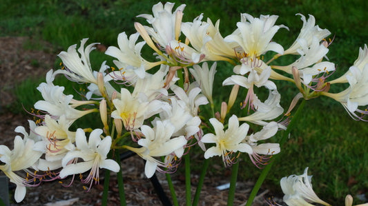 Image of Lycoris x jinzheniae 'Creamsickle' taken at Juniper Level Botanic Gdn, NC by JLBG