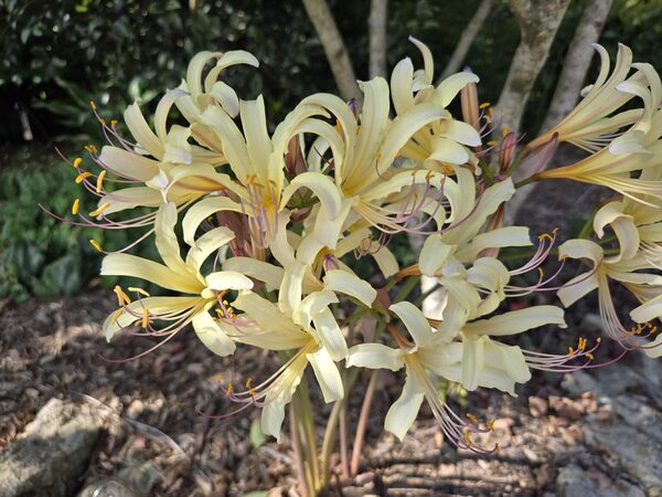 Image of Lycoris x jinzheniae 'Haysper Gold' taken at Juniper Level Botanic Garden, Raleigh NC by JLBG