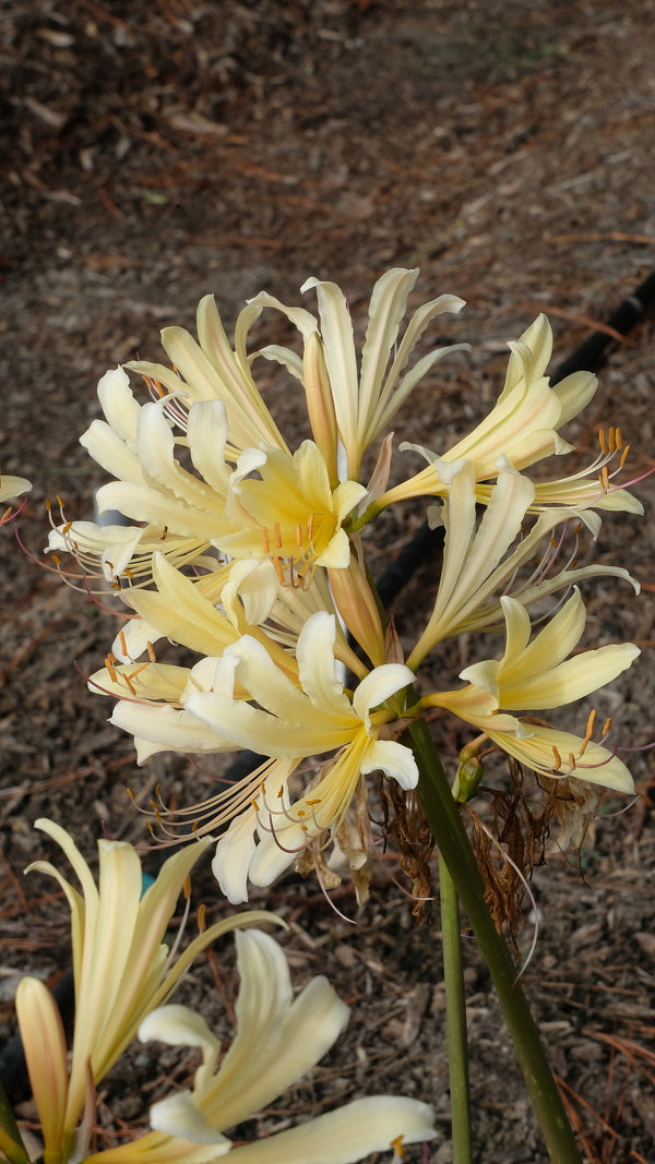 Lycoris.　0509 Learn about Lycoris x jinzheniae 'Hazuki Horned Moon' | Hazuki