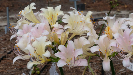 Image of Lycoris x jinzheniae 'September Cream Beauty' taken at Juniper Level Botanic Gdn, NC by JLBG