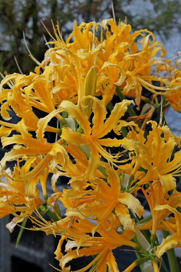 Learn about Lycoris x lajolla 'La Jolla' | La Jolla Golden