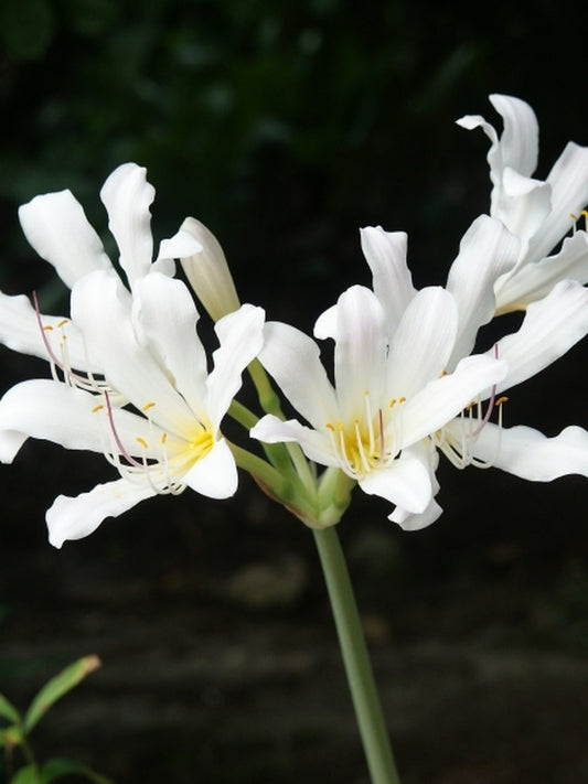 Image of Lycoris longituba taken at Juniper Level Botanic Gdn, NC by JLBG
