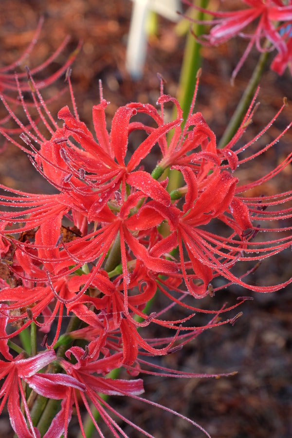Image of Lycoris radiata 'Fire Tower' taken at Juniper Level Botanic Gdn, NC by JLBG