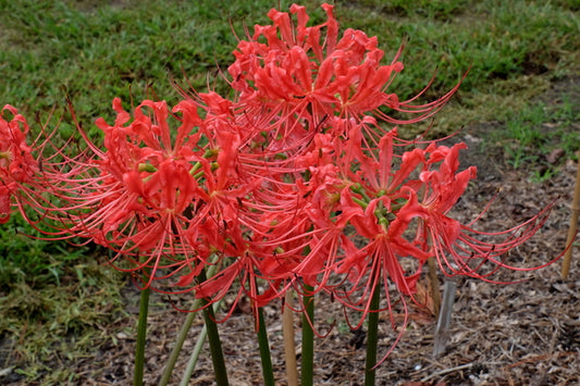 Image of Lycoris radiata 'Louisiana Lately' taken at Juniper Level Botanic Gdn, NC