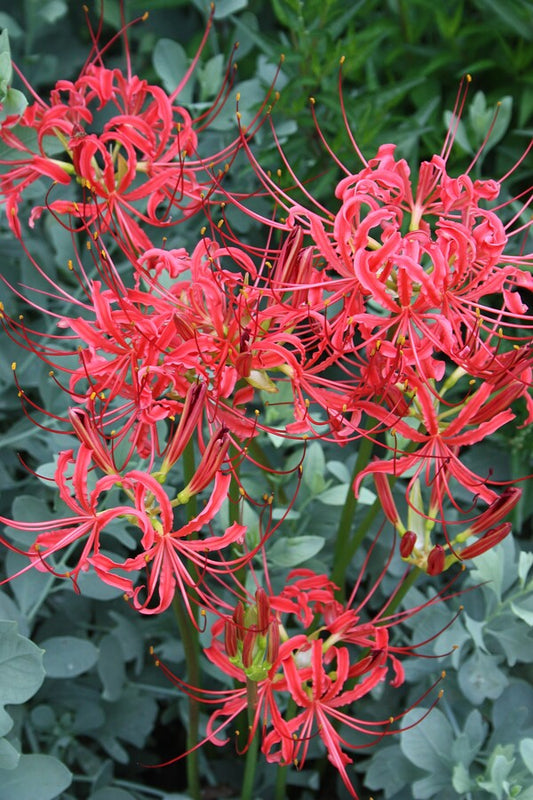 Image of Lycoris radiata var. pumila 'Fourth of July' taken at Juniper Level Botanic Gdn, NC
