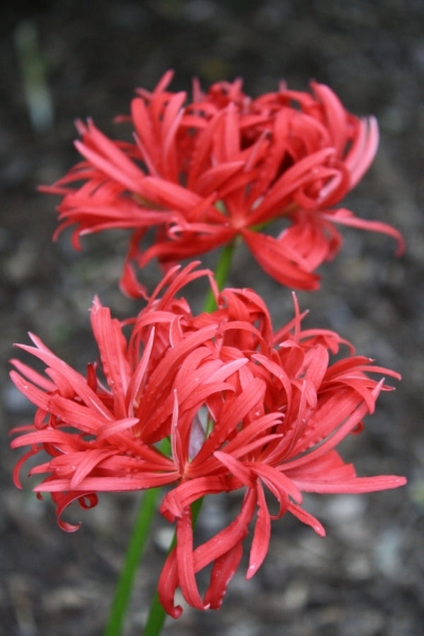 Image of Lycoris radiata var. radiata 'Benikujyaku' taken at Juniper Level Botanic Gdn, NC by JLBG