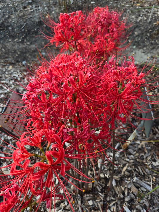 Image of Lycoris radiata var. radiata 'Little Red Riding Hood' taken at Juniper Level Botanic Gdn, NC by JLBG