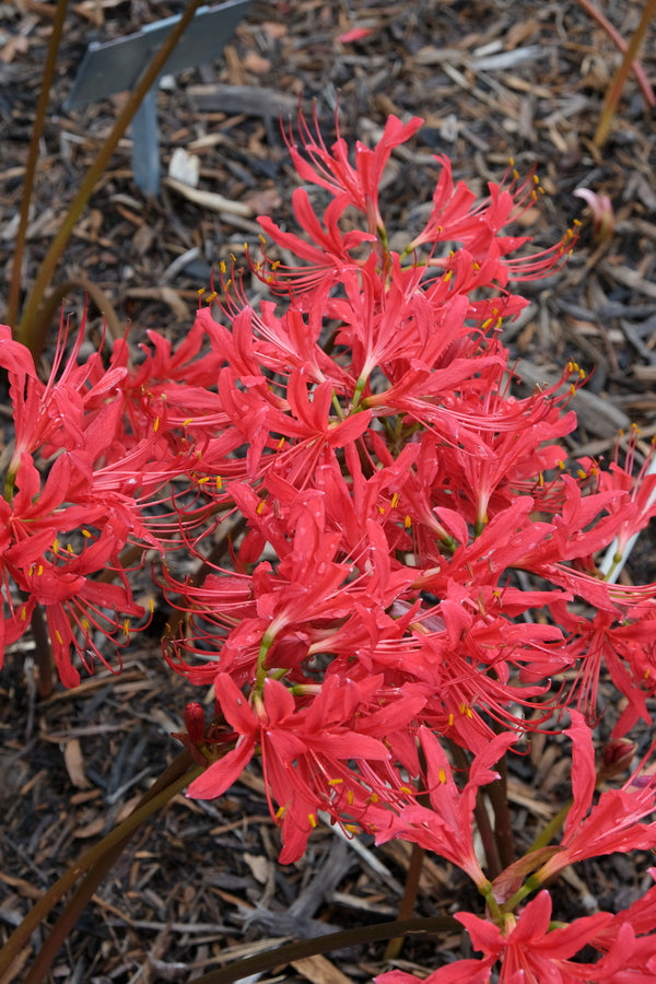 Image of Lycoris x rosea 'August Red' taken at Juniper Level Botanic Gdn, NC by JLBG