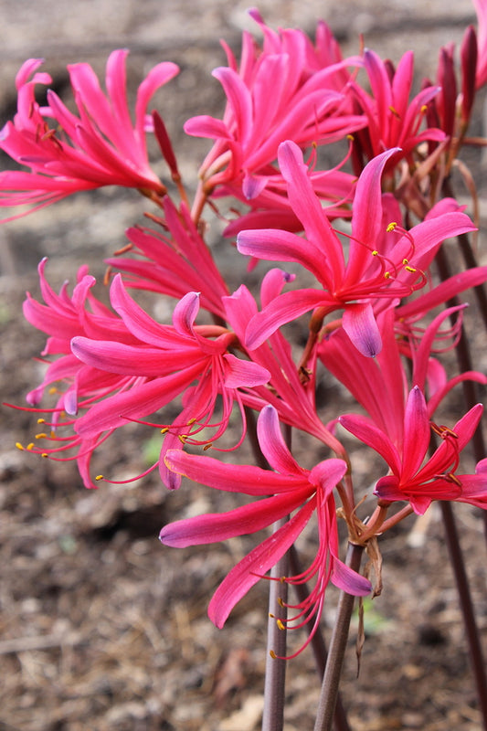 Image of Lycoris x rosea 'Burning Hearts' taken at Juniper Level Botanic Gdn, NC by JLBG
