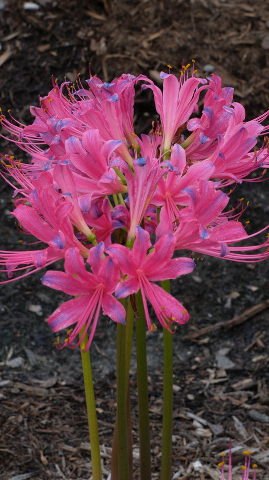 Image of Lycoris x rosea 'Caldwell's Best Pink' taken at Juniper Level Botanic Gdn, NC by JLBG