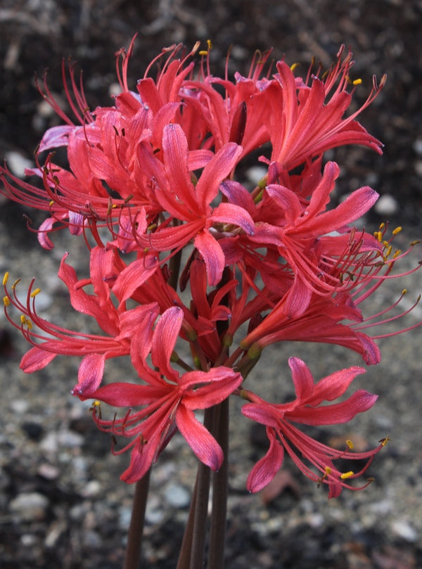 Image of Lycoris x rosea 'Cardinal's Robe' taken at Juniper Level Botanic Gdn, NC by JLBG