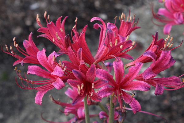 Image of Lycoris x rosea 'Cherry Chief' taken at Juniper Level Botanic Gdn, NC by JLBG