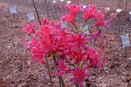 Image of Lycoris x rosea 'Fiery Cloud' taken at Juniper Level Botanic Gdn, NC by JLBG