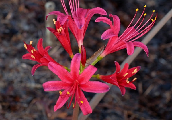 Image of Lycoris x rosea 'Flash Dance'