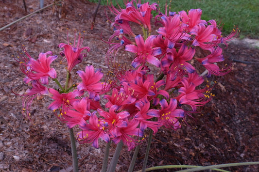 Image of Lycoris x rosea 'Fruit Punch' taken at Juniper Level Botanic Gdn, NC by JLBG
