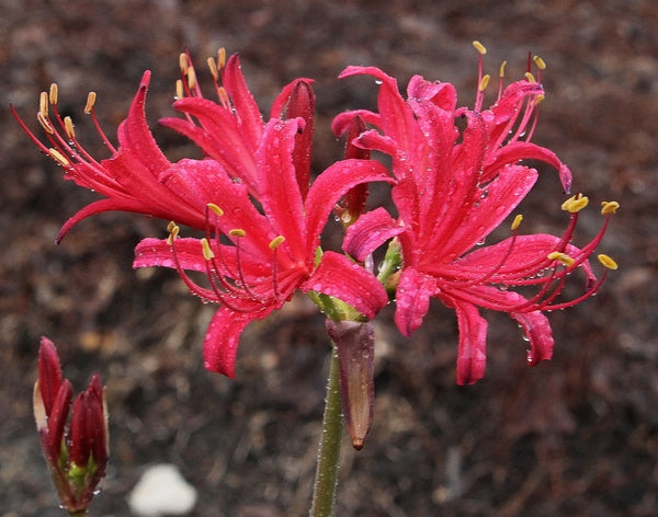 Image of Lycoris x rosea 'Magenta Magic' taken at Juniper Level Botanic Gdn, NC by JLBG