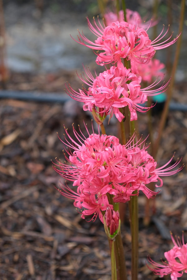Image of Lycoris x rosea 'Mini Me' taken at Juniper Level Botanic Gdn, NC by JLBG