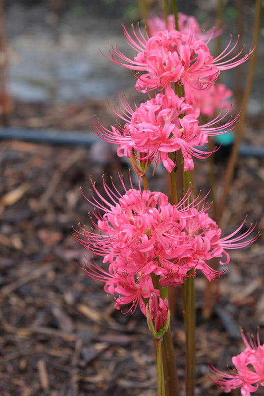 Image of Lycoris x rosea 'Mini Me' taken at Juniper Level Botanic Gdn, NC by JLBG