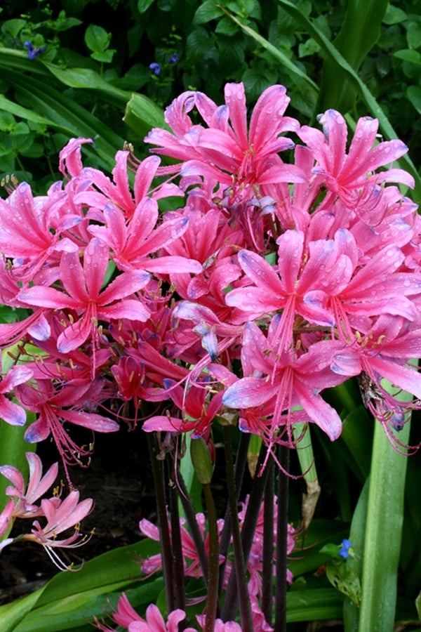 Image of Lycoris x rosea 'Neon Nights'
