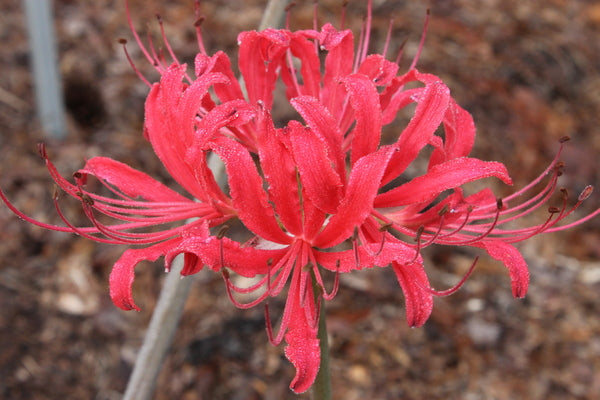 Image of Lycoris x rosea 'Red Flash' taken at Juniper Level Botanic Gdn, NC by JLBG