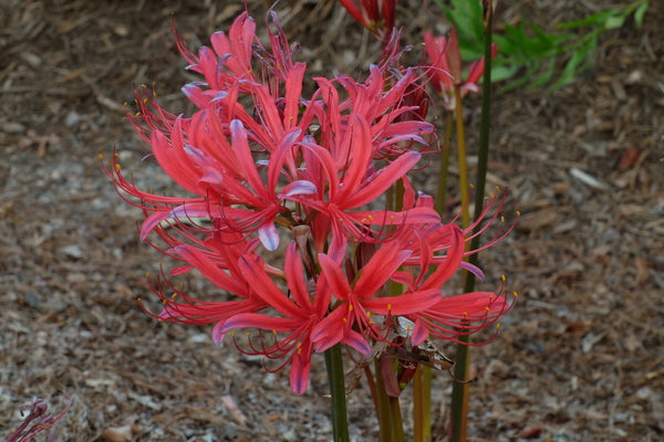 Lycoris x rosea 'Red Sunset' | Red Sunset Surprise Lily