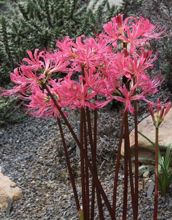 Image of Lycoris x rosea 'Rose Queen' taken at Juniper Level Botanic Gdn, NC by JLBG